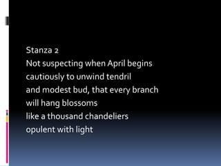 Stanza 2
Not suspecting when April begins
cautiously to unwind tendril
and modest bud, that every branch
will hang blossoms
like a thousand chandeliers
opulent with light
 