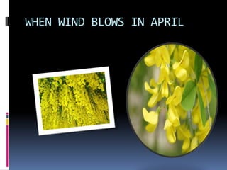 WHEN WIND BLOWS IN APRIL
 