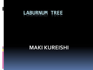LABURNUM TREE
MAKI KUREISHI
 