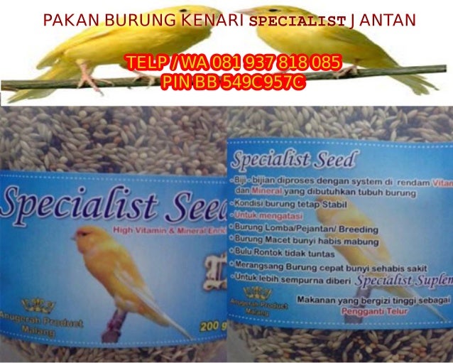 Pakan Kenari Macet Bunyi L Pakan Kenari Macet Serak L Pakan Kenari Ma
