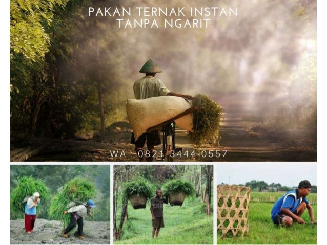 0821 3444 0557 T Sel Pakan Kambing Konsentrat Pakan