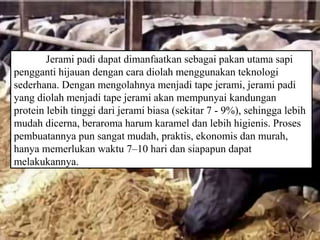 Jerami padi dapat dimanfaatkan sebagai pakan utama sapi
pengganti hijauan dengan cara diolah menggunakan teknologi
sederhana. Dengan mengolahnya menjadi tape jerami, jerami padi
yang diolah menjadi tape jerami akan mempunyai kandungan
protein lebih tinggi dari jerami biasa (sekitar 7 - 9%), sehingga lebih
mudah dicerna, beraroma harum karamel dan lebih higienis. Proses
pembuatannya pun sangat mudah, praktis, ekonomis dan murah,
hanya memerlukan waktu 7–10 hari dan siapapun dapat
melakukannya.
 
