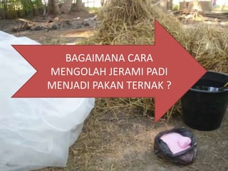 BAGAIMANA CARA
MENGOLAH JERAMI PADI
MENJADI PAKAN TERNAK ?
 