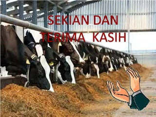 PAKAN TERNAK SAPI DARI JERAMI PADI