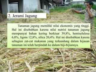 2. Jerami Jagung
Tanaman jagung memiliki nilai ekonomis yang tinggi.
Hal ini disebabkan karena nilai nutrisi tanaman jagung
mempunyai bahan kering berkisar 39,8%, hemiselulosa
6,0%, lignin 12,8%, silica 20,4%. Hal ini disebabkan karena
sebagian zat-zat makanan yang terkandung dalam hijauan
tanaman ini telah berpindah ke dalam biji-bijiannya.
 