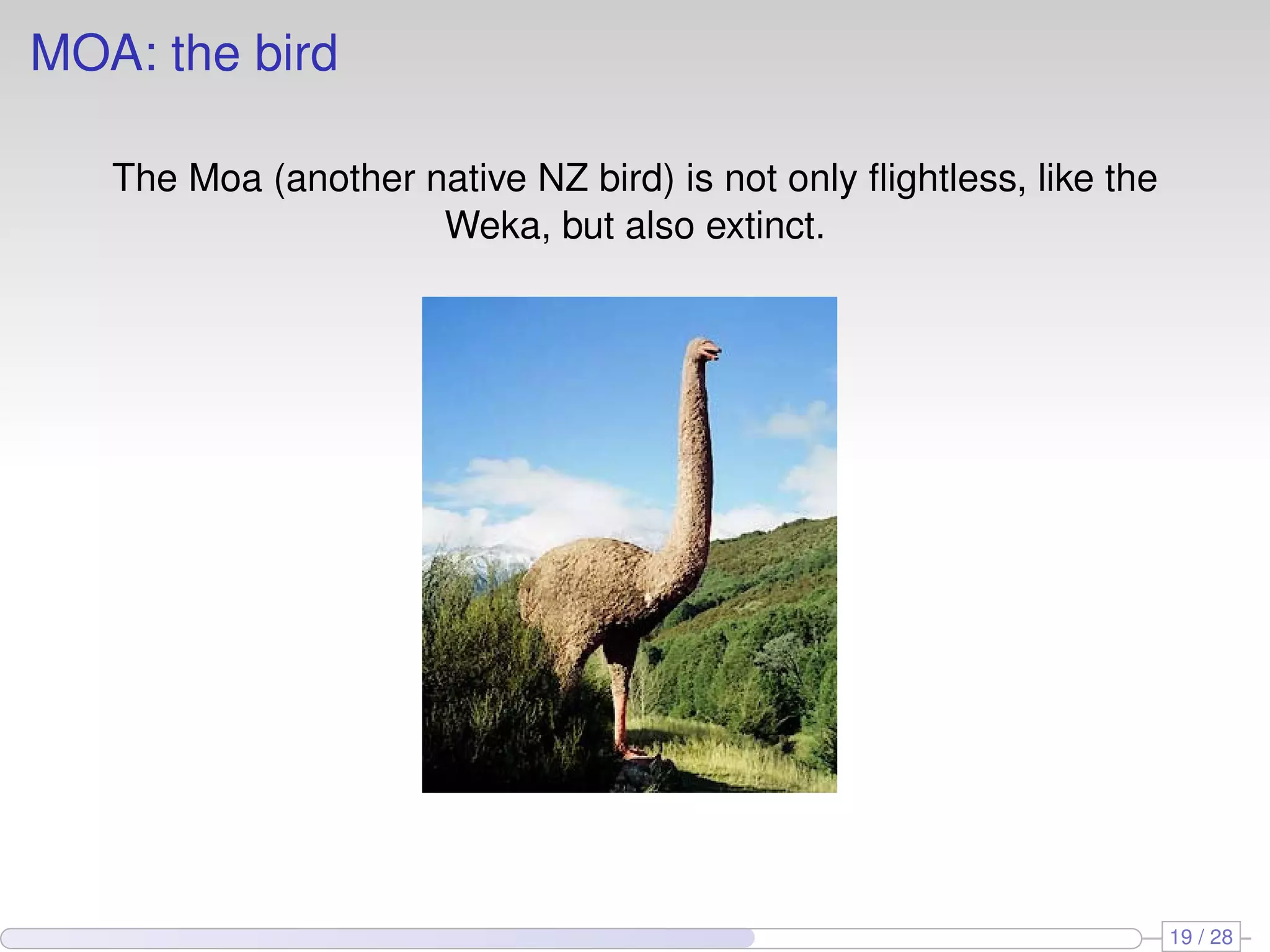 MOA: the bird
The Moa (another native NZ bird) is not only ﬂightless, like the
Weka, but also extinct.
19 / 28
 