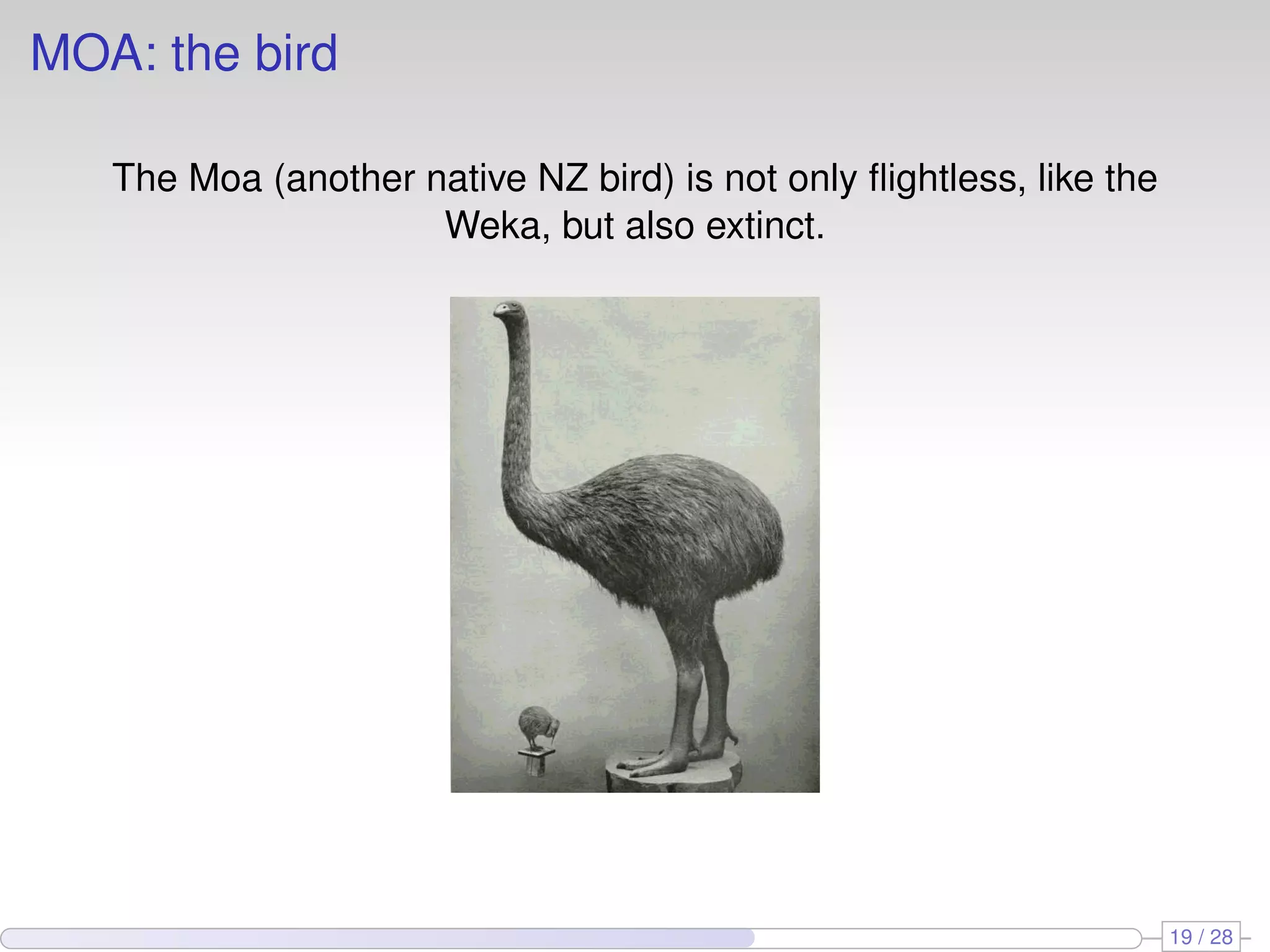 MOA: the bird
The Moa (another native NZ bird) is not only ﬂightless, like the
Weka, but also extinct.
19 / 28
 