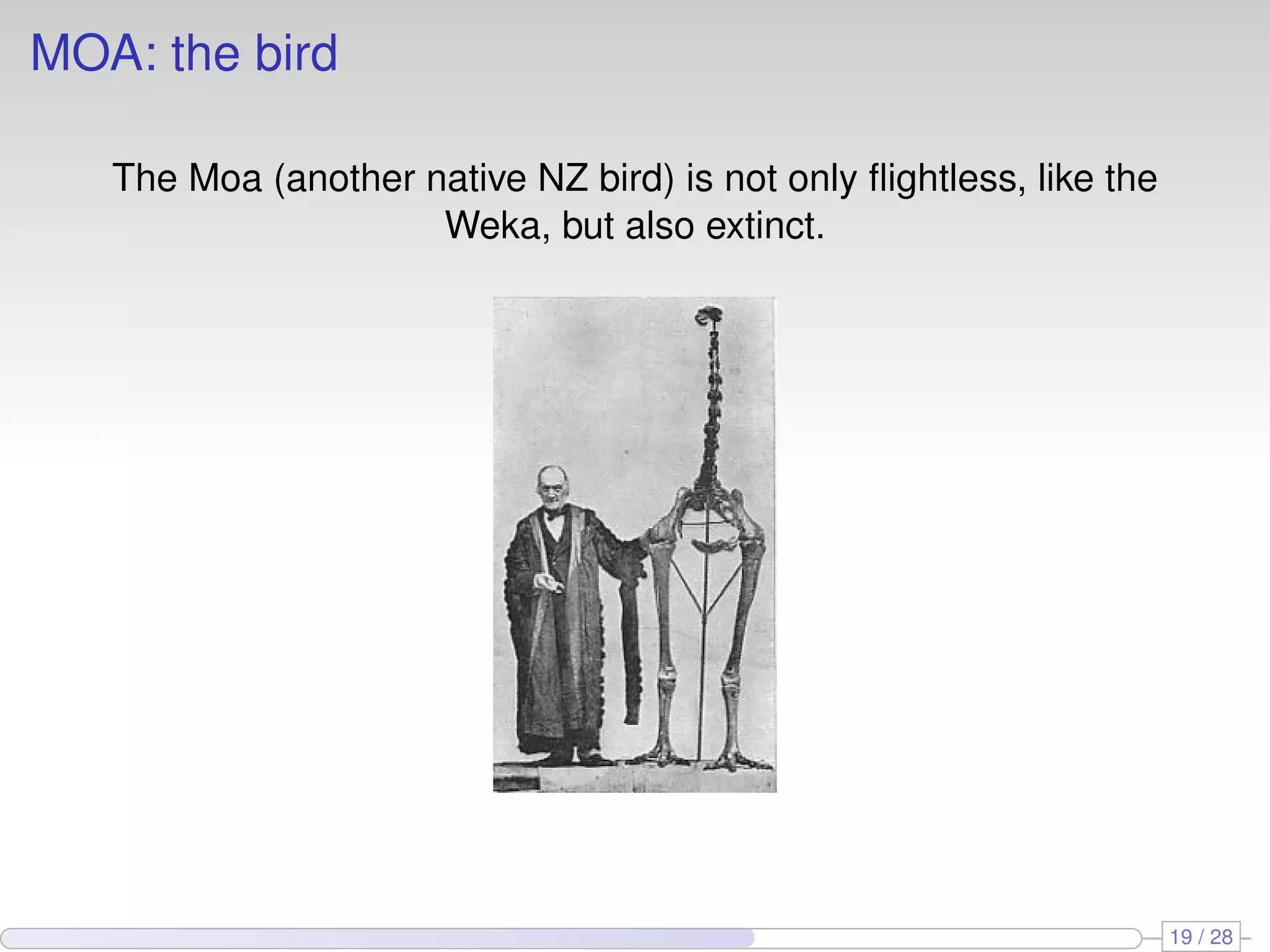 MOA: the bird
The Moa (another native NZ bird) is not only ﬂightless, like the
Weka, but also extinct.
19 / 28
 