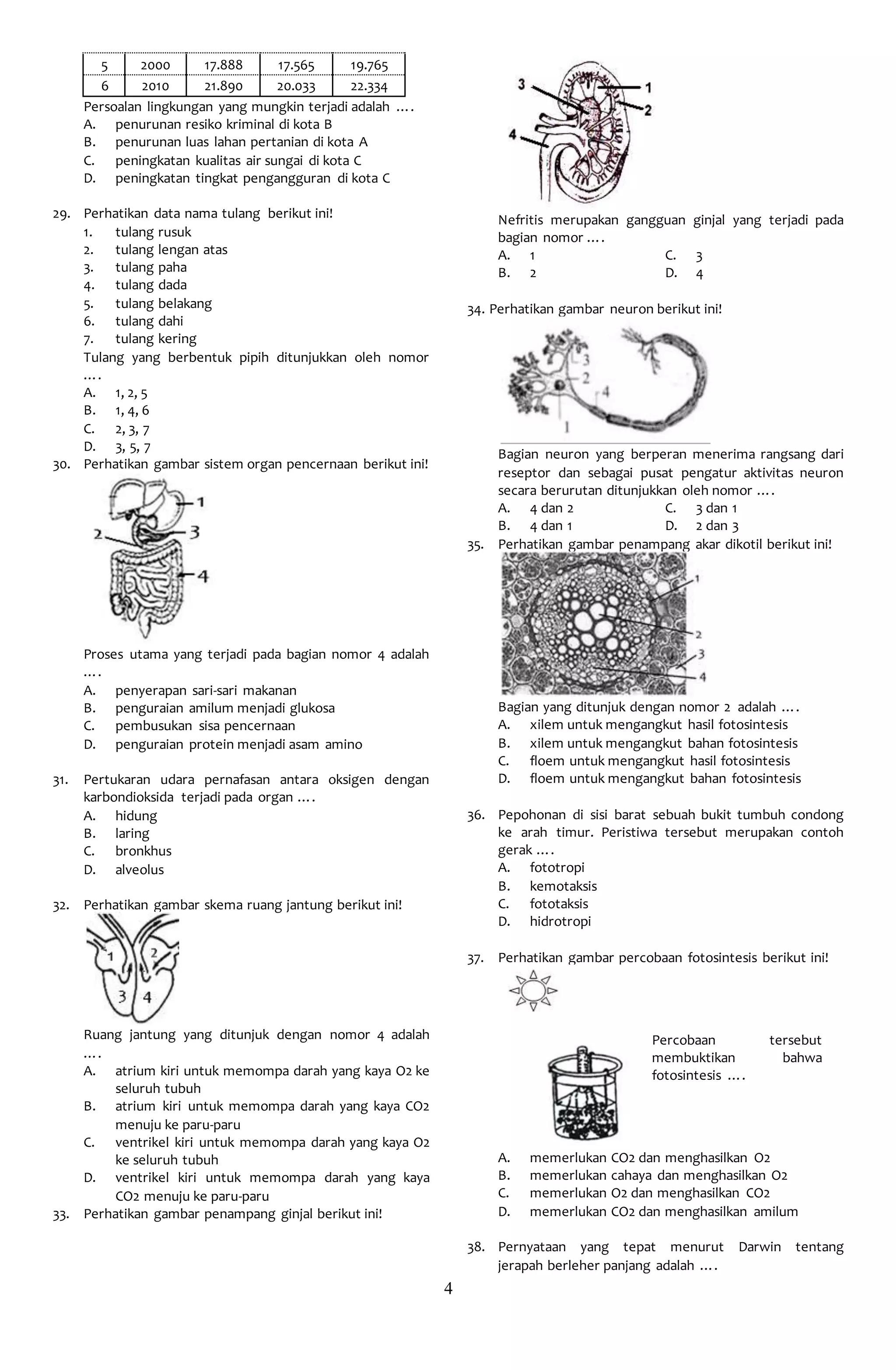4
5 2000 17.888 17.565 19.765
6 2010 21.890 20.033 22.334
Persoalan lingkungan yang mungkin terjadi adalah ….
A. penurunan resiko kriminal di kota B
B. penurunan luas lahan pertanian di kota A
C. peningkatan kualitas air sungai di kota C
D. peningkatan tingkat pengangguran di kota C
29. Perhatikan data nama tulang berikut ini!
1. tulang rusuk
2. tulang lengan atas
3. tulang paha
4. tulang dada
5. tulang belakang
6. tulang dahi
7. tulang kering
Tulang yang berbentuk pipih ditunjukkan oleh nomor
….
A. 1, 2, 5
B. 1, 4, 6
C. 2, 3, 7
D. 3, 5, 7
30. Perhatikan gambar sistem organ pencernaan berikut ini!
Proses utama yang terjadi pada bagian nomor 4 adalah
….
A. penyerapan sari-sari makanan
B. penguraian amilum menjadi glukosa
C. pembusukan sisa pencernaan
D. penguraian protein menjadi asam amino
31. Pertukaran udara pernafasan antara oksigen dengan
karbondioksida terjadi pada organ ….
A. hidung
B. laring
C. bronkhus
D. alveolus
32. Perhatikan gambar skema ruang jantung berikut ini!
Ruang jantung yang ditunjuk dengan nomor 4 adalah
….
A. atrium kiri untuk memompa darah yang kaya O2 ke
seluruh tubuh
B. atrium kiri untuk memompa darah yang kaya CO2
menuju ke paru-paru
C. ventrikel kiri untuk memompa darah yang kaya O2
ke seluruh tubuh
D. ventrikel kiri untuk memompa darah yang kaya
CO2 menuju ke paru-paru
33. Perhatikan gambar penampang ginjal berikut ini!
Nefritis merupakan gangguan ginjal yang terjadi pada
bagian nomor ….
A. 1 C. 3
B. 2 D. 4
34. Perhatikan gambar neuron berikut ini!
Bagian neuron yang berperan menerima rangsang dari
reseptor dan sebagai pusat pengatur aktivitas neuron
secara berurutan ditunjukkan oleh nomor ….
A. 4 dan 2 C. 3 dan 1
B. 4 dan 1 D. 2 dan 3
35. Perhatikan gambar penampang akar dikotil berikut ini!
Bagian yang ditunjuk dengan nomor 2 adalah ….
A. xilem untuk mengangkut hasil fotosintesis
B. xilem untuk mengangkut bahan fotosintesis
C. floem untuk mengangkut hasil fotosintesis
D. floem untuk mengangkut bahan fotosintesis
36. Pepohonan di sisi barat sebuah bukit tumbuh condong
ke arah timur. Peristiwa tersebut merupakan contoh
gerak ….
A. fototropi
B. kemotaksis
C. fototaksis
D. hidrotropi
37. Perhatikan gambar percobaan fotosintesis berikut ini!
Percobaan tersebut
membuktikan bahwa
fotosintesis ….
A. memerlukan CO2 dan menghasilkan O2
B. memerlukan cahaya dan menghasilkan O2
C. memerlukan O2 dan menghasilkan CO2
D. memerlukan CO2 dan menghasilkan amilum
38. Pernyataan yang tepat menurut Darwin tentang
jerapah berleher panjang adalah ….
 