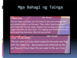 Mga Bahagi ng Tainga
 