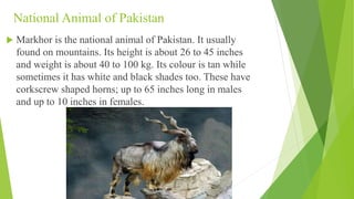 National Animal of Pakistan
 Markhor is the national animal of Pakistan. It usually
found on mountains. Its height is about 26 to 45 inches
and weight is about 40 to 100 kg. Its colour is tan while
sometimes it has white and black shades too. These have
corkscrew shaped horns; up to 65 inches long in males
and up to 10 inches in females.
 