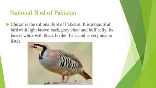 National Bird of Pakistan
 Chukar is the national bird of Pakistan. It is a beautiful
bird with light brown back, grey chest and buff belly. Its
face is white with black border. Its sound is very nice to
listen.
 