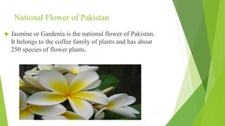 National Flower of Pakistan
 Jasmine or Gardenia is the national flower of Pakistan.
It belongs to the coffee family of plants and has about
250 species of flower plants.
 