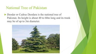 National Tree of Pakistan
 Deodar or Cedrus Deodara is the national tree of
Pakistan. Its height is about 40 to 60m long and its trunk
may be of up to 3m diameter.
 