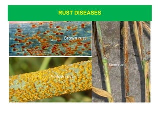 IMPACTS OF WHEAT STRIPE RUST IN PAKISTAN: BREEDING AND CONTROL ...