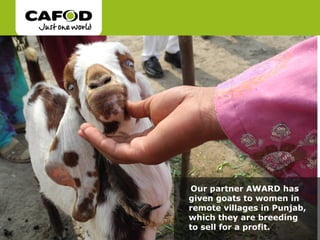 Our partner AWARD has
given goats to women in
remote villages in Punjab,
which they are breeding
to sell for a profit.
 