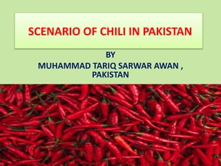 SCENARIO OF CHILI IN PAKISTAN
BY
MUHAMMAD TARIQ SARWAR AWAN ,
PAKISTAN
 