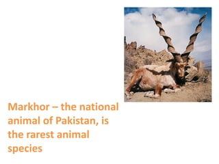 Markhor – the national
animal of Pakistan, is
the rarest animal
species
 