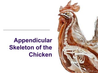 Appendicular
Skeleton of the
       Chicken
 