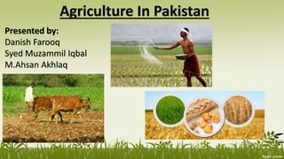 Agriculture In Pakistan
Presented by:
Danish Farooq
Syed Muzammil Iqbal
M.Ahsan Akhlaq
 