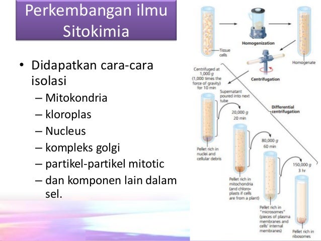 Sifat fisika dan kimia sel serta cara menganalisa sel
