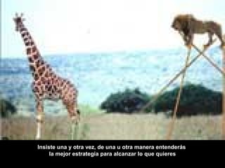 Insiste una y otra vez, de una u otra manera entenderás
la mejor estrategia para alcanzar lo que quieres
 