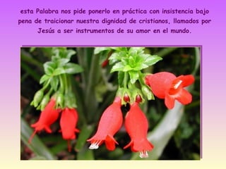 esta Palabra nos pide ponerlo en práctica con insistencia bajo
pena de traicionar nuestra dignidad de cristianos, llamados por
Jesús a ser instrumentos de su amor en el mundo.

 