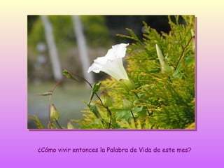 ¿Cómo vivir entonces la Palabra de Vida de este mes?

 