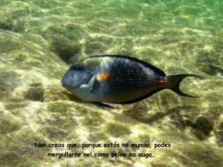 Non creas que, porque estás no mundo, podes mergullarte nel como peixe na auga.   