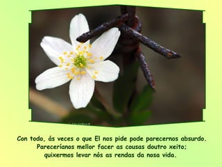 Con todo, ás veces o que El nos pide pode parecernos absurdo. Pareceríanos mellor facer as cousas doutro xeito; quixermos levar nós as rendas da nosa vida.  