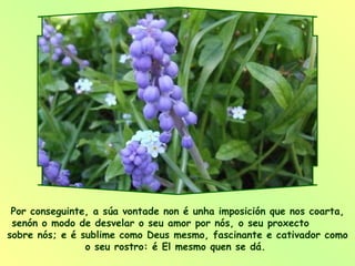 Por conseguinte, a súa vontade non é unha imposición que nos coarta, senón o modo de desvelar o seu amor por nós, o seu proxecto  sobre nós; e é sublime como Deus mesmo, fascinante e cativador como o seu rostro: é El mesmo quen se dá.  