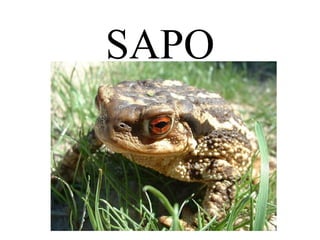 SAPO 