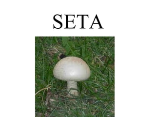 SETA 