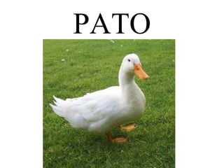 PATO 