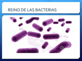 REINO DE LAS BACTERIAS
 