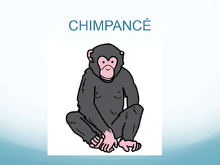 CHIMPANCÉ
 