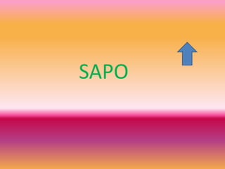 SAPO
 
