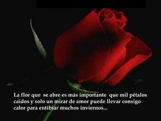 La flor que se abre es más importante que mil pétalos
caídos y solo un mirar de amor puede llevar consigo
calor para entibiar muchos inviernos...
 