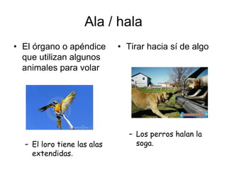 Ala / hala
• El órgano o apéndice
que utilizan algunos
animales para volar
– El loro tiene las alas
extendidas.
• Tirar hacia sí de algo
– Los perros halan la
soga.
 