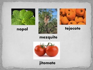 nopal              tejocote

        mezquite




        jitomate
 