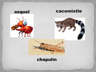 asquel          cacomixtle




         chapulín
 