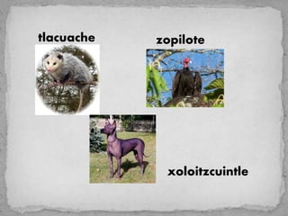 tlacuache   zopilote




             xoloitzcuintle
 
