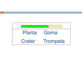 Planta Goma
Crater Trompeta
 