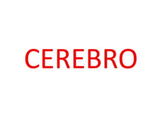 CEREBRO