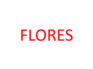 FLORES