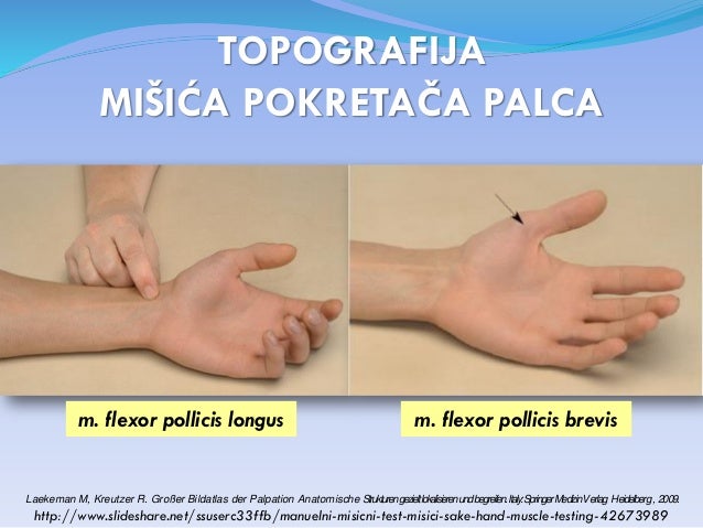 Palac - digitus primus manus – pollex