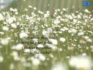 ¿Hay zarzas florecidas  entré las grises peñas,  y blancas margaritas  entre la fina hierba?  
