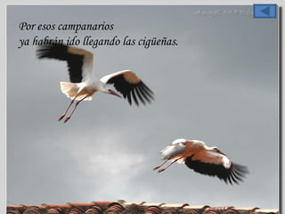 Por esos campanarios  ya habrán ido llegando las cigüeñas.  