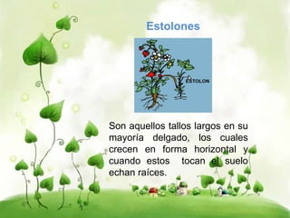 Estolones 
Son aquellos tallos largos en su 
mayoría delgado, los cuales 
crecen en forma horizontal y 
cuando estos tocan el suelo 
echan raíces. 
