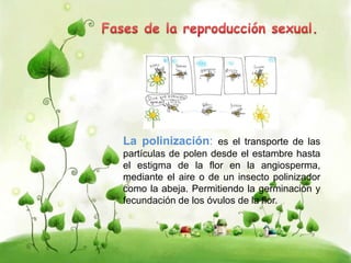 La polinización: es el transporte de las 
partículas de polen desde el estambre hasta 
el estigma de la flor en la angiosperma, 
mediante el aire o de un insecto polinizador 
como la abeja. Permitiendo la germinación y 
fecundación de los óvulos de la flor. 
 
